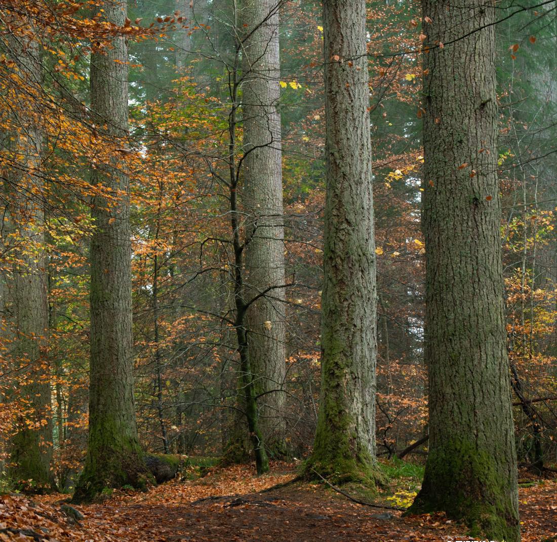 3f0f05c13dfb6de882b05a8fbaf6b4a8.jpeg Alister Benn富有表现力的风光后期减淡和加深大师班-中英字幕